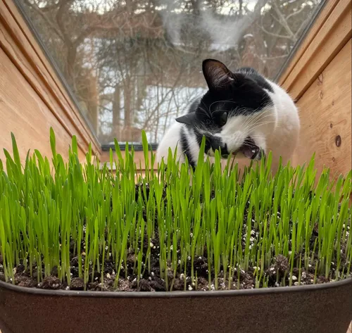 Vista 2 de [Mai's Famiy] Mezcla de semillas de hierba de gato orgánica de 1 onza para plantar, una mezcla saludable de semillas de pasto de trigo orgánicas