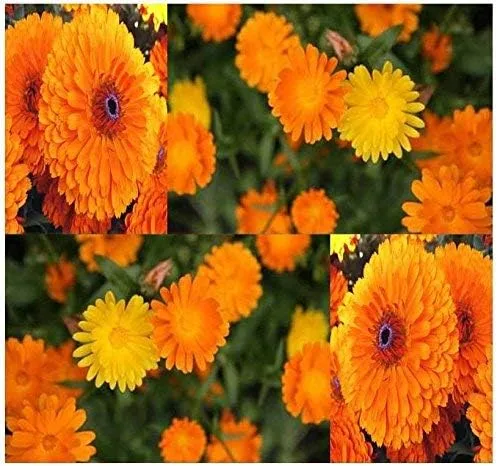 Vista 12 de Big Pack - Semillas de cohete de Dama (40,000 semillas) - Hesperis matronalis aka Queen's Gilliflower - Semillas de flores comestibles