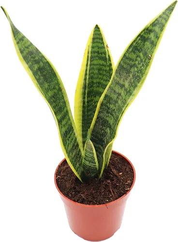 Vista 8 de Sansevieria Bentel's Sensation - 4" de California Tropicals
