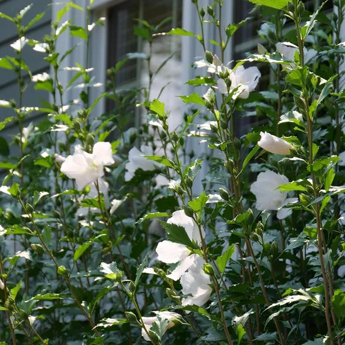 Vista 5 de s 2 Gal. Pilar Blanco Rosa de Sharon (Hibisco) Arbusto