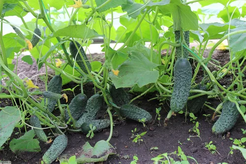 Vista 4 de Semillas Vegetales Pepino Titus Heirloom para Decapado 45 Días - 20 Semillas