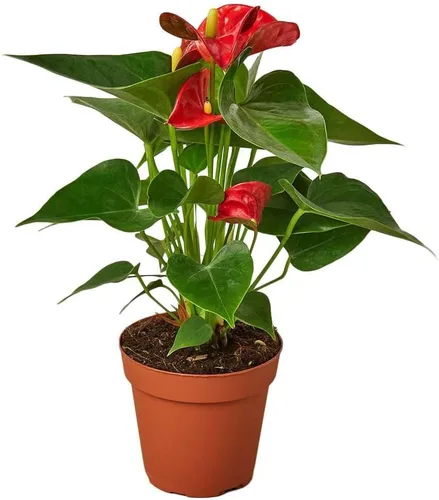 Vista 10 de Planta viva rosa Anthurium para interior Plantas de interior en maceta