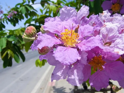 Vista 4 de 35 Lila Claro Púrpura Crepe Mirto Lagerstroemia Arbusto Floración Arbusto Semillas de árbol pequeño