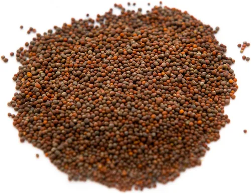 Vista 2 de Semillas de brócoli para germinado y microverdes Variedad Waltham 29 Semillas sin OMG y de legado Bolsa resellable de 1.13 kg (40 oz) al por
