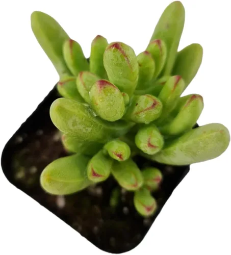 Vista 6 de Plantas vivas de crassula para decoración del hogar (collar de bebé de 2 pulgadas abigarrado)