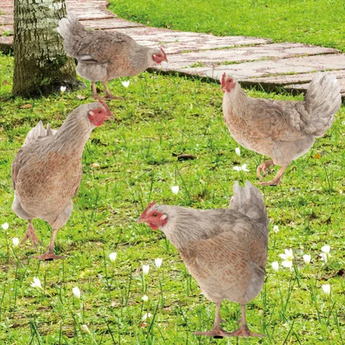 Vista 5 de HANABASS Juego de 4 estacas decorativas de acrílico para jardín, estatuas de gallina, decoración de gallina, gallo y animales para patio trasero