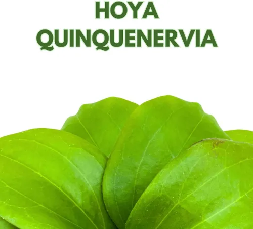 Vista 2 de BubbleBlooms Hoya Quinquenervia 4 pulgadas