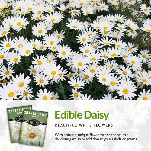 Vista 4 de Semilla de margarita Shasta para jardinería, paquete con instrucciones para plantar y cultivar hermosas flores perennes blancas en el jardín