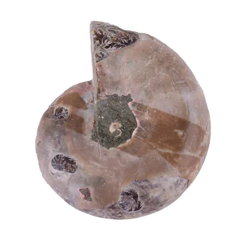 Vista 4 de 2 piezas de espécimen de amonita, piedras y minerales de Madagascar (diámetro 1.6 in)