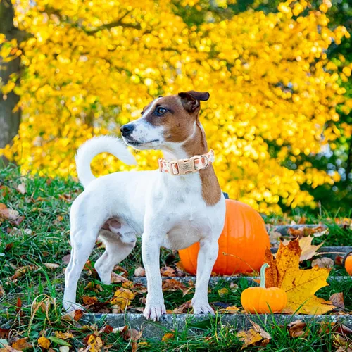 Vista 6 de Elegant little tail Collar para perro, collar de Halloween para mascotas, collar ajustable para perros pequeños, medianos y grandes, collares suaves