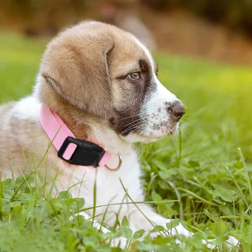 Vista 2 de Collar de perro rosa básico ajustable para cachorros, perros pequeños, medianos y grandes, con collar de nailon transpirable de liberación rápida
