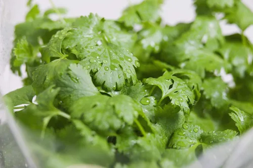 Vista 2 de Semilla de cilantro, semillas de germinación, microverde, brotes, 16 onzas, sin OMG – Marca Country Creek Acres – Alta germinación de brotes