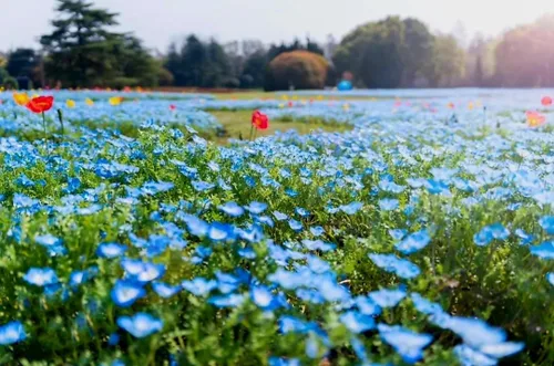 Vista 3 de 8000 Blue Papaver Rhoeas Seeds Poppy Heirloom Rare Poppies Himalayan Meconopsis Flower Seeds