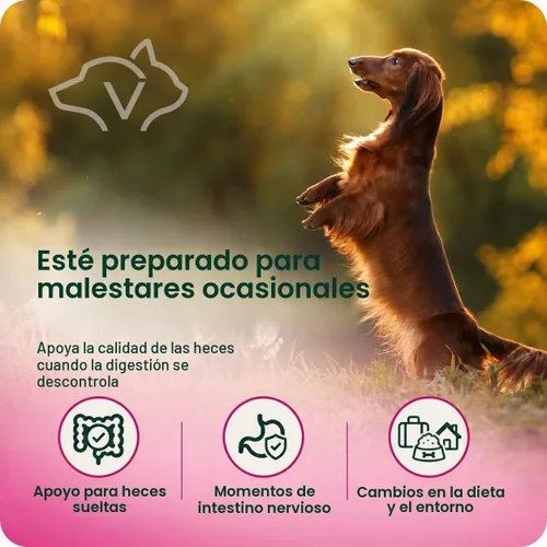 Vista 7 de VetriScience Pasta de ayuda para la diarrea de acción rápida con probióticos y vitaminas B, suplemento de apoyo digestivo de equilibrio rápido