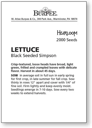 Vista 2 de Semillas de lechuga negras Seeded Simpson de Burpee, 2000 semillas