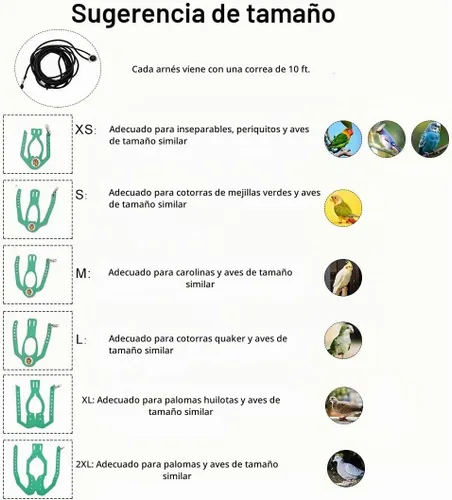 Vista 3 de Juego de arnés ajustable y correa para pájaros pequeños, apto para periquitos, conures, cacatúas, mejillas verdes, loros cuáqueros (verde, XS) 6350-6
