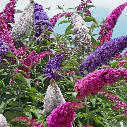 Vista 6 de Semillas Mariposa Arbusto Mix Buddleja Davidii Flores Perennes 1000 Semillas