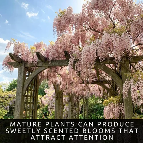 Vista 6 de 5 semillas de árbol bonsái de glicina rosa para plantar, Wisteria Floribunda, semillas de bonsái para plantar, semillas de árbol en flor, enredadera