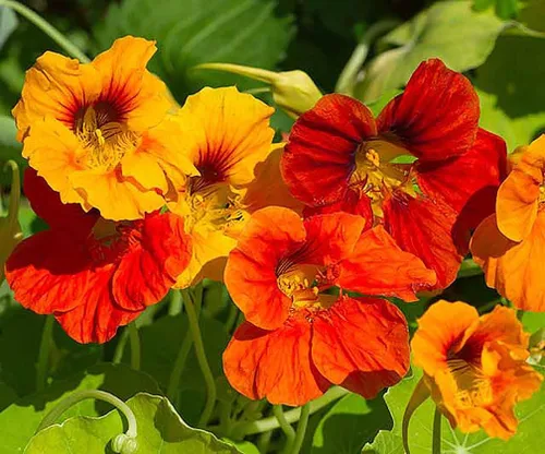 Vista 3 de 13,00 polinizadores que atraen semillas de flores silvestres, 1 onza, atrae abejas, mariposas y otros insectos beneficiosos, mezcla de rodillas