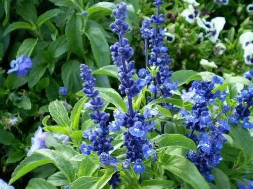 Vista 4 de 250 semillas de flores de salvia azul Salvia Farinacea