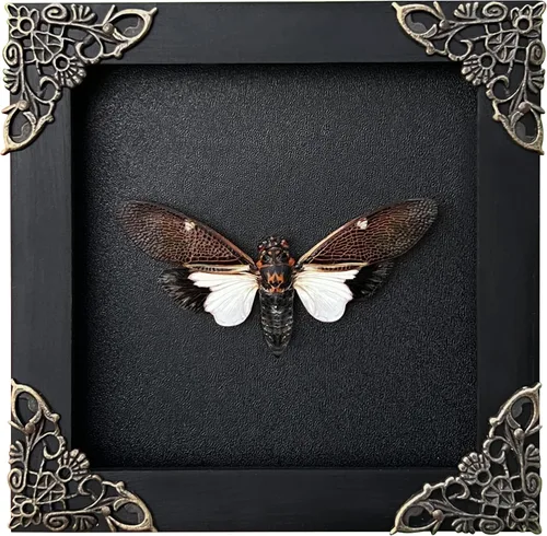 Vista 25 de 2 Real Dragonfly Specimens Shadow Box Framed Insect Display Oddities Curiosities Entomology Collection Natural History Wall Decor Gift for Nature