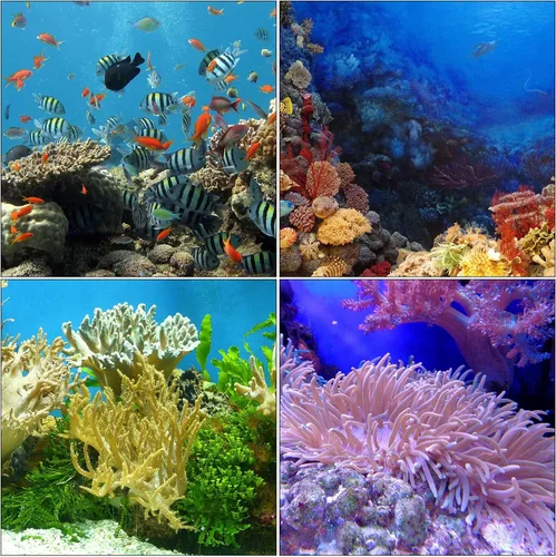 Vista 7 de Boao 2 juegos de pipetas largas para pecera, alimentador de alimentos de coral, jeringa larga, acuario, tubo de alimentación de coral para peces