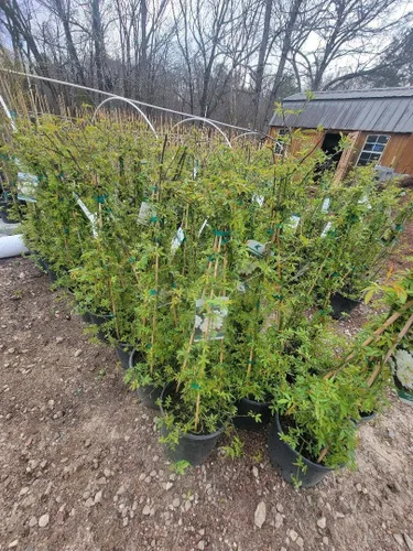 Vista 2 de Lady Banks White Climbing Rose - Planta viva - Maceta de 3 galones