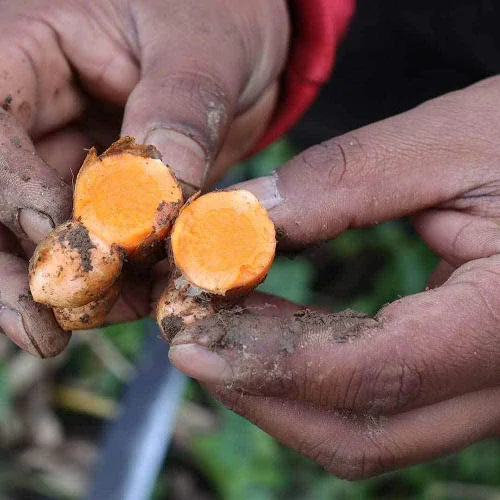 Vista 6 de DKM Namo Organics - Polvo de cúrcuma Lakadong de Organic Farms en Meghalaya - 8.82 oz - Curcumina alta (8-10%) - Words Best Haldi (Curcuma Longa)