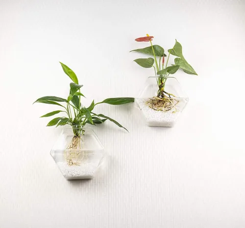 Vista 4 de Kingbuy Juego de Macetas Hexagonales de Pared - Paquete de 3 Jarrones de Terrario de Propagación de Vidrio con Soportes Colgantes para Plantas
