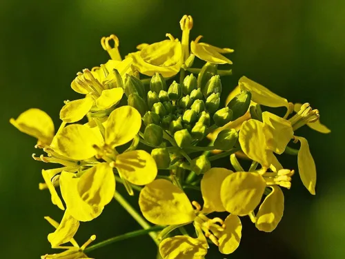 Vista 4 de Semillas de mostaza negra vegetal tradicional para plantar semillas sin OMG 500