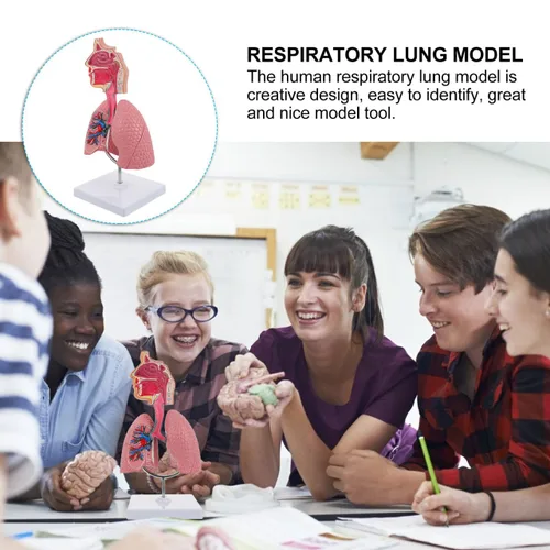 Vista 8 de Modelo 4D, modelo de pulmón respiratorio enseñanza con cabeza y pulmones, herramientas prácticas de estudio de modelos 3D para estudiantes