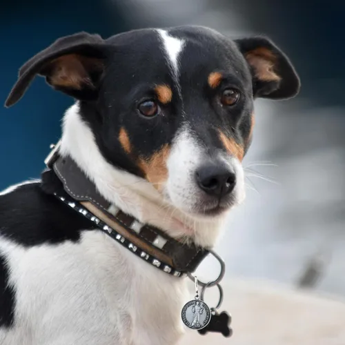 Vista 5 de Needzo Medalla de San Francisco para collar de perro, dije de medallón de San Patrono para mascotas, regalos religiosos para nuevos dueños