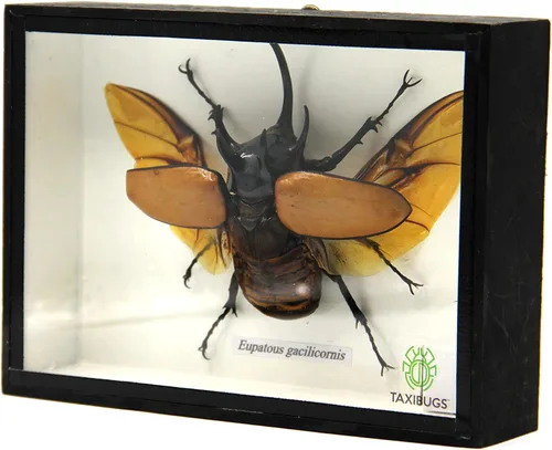 Vista 2 de Escarabajo de 5 cuernos real/Eupatorus Gracilicornis forma voladora taxidermia en caja transparente (caja de madera negra)