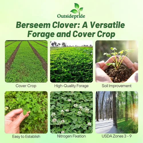 Vista 2 de Outsidepride - Semilla de trébol berseem para parcelas de alimentos, forraje de ganado y cultivos de cobertura, 10 lb