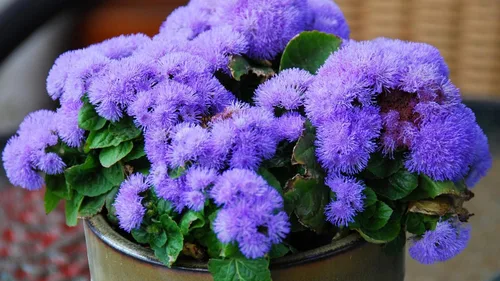 Vista 3 de Ageratum Mix 500+ semillas sin OMG para plantar