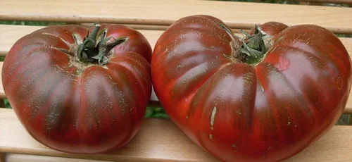 Vista 8 de Semillas Tomate Príncipe Negro Gigante Heirloom Vegetal Sin OMG