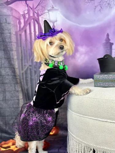 Vista 3 de Fitwarm Disfraz de bruja de Halloween para perro, ropa divertida para perros pequeños, vestido gótico para mascotas, traje para gato, terciopelo