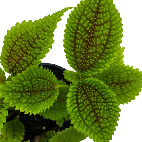 Vista 5 de BubbleBlooms Pilea Mollis Moon Valley en una planta de amistad en maceta de 4 pulgadas