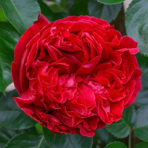 Vista 2 de Red Eden Climbing - Planta de rosa viva de 1.5 galones, flores rojas fragantes que reflorecen, propio trepador de raíces para cenador, enrejado