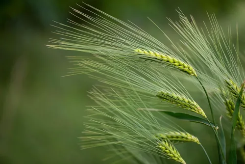 Vista 6 de 100 semillas de cerveza de cebada Hordeum Vulgare Grain Grass Cover Crop Beer Seeds * Comb S/H