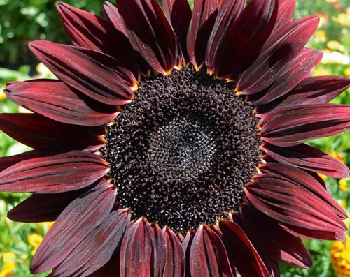 Vista 4 de UtopiaSeeds - Semillas de girasol de cereza y chocolate, hermoso girasol rojo profundo