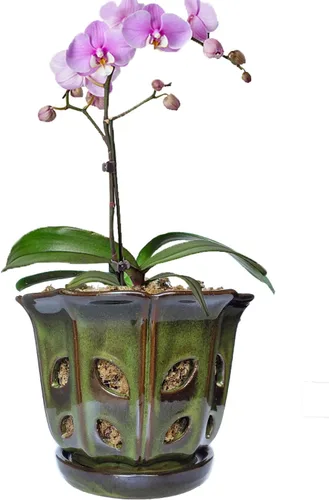 Vista 9 de Macetas de orquídeas con agujeros de 6 pulgadas de cerámica para orquídeas con platillo adjunto y orificio de drenaje (blanco)