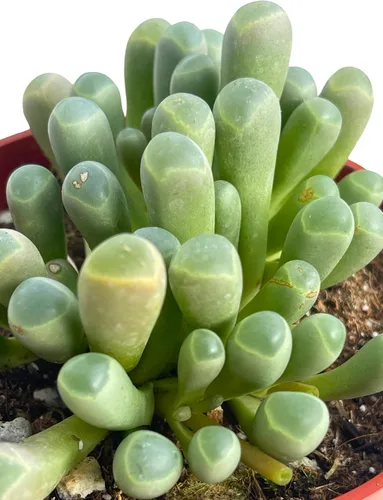 Vista 4 de Suculenta viva de 4 pulgadas "Baby Toes Fenestraria Rhopalophylla, plantas suculentas vivas completamente enraizadas, planta
