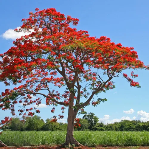 Vista 2 de 30 semillas de árbol Royal Poinciana, semillas de árbol bonsái Delonix Regia, semillas de árbol ornamental exótico para jardín, paisajismo y cultivo