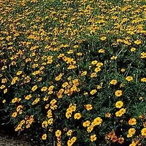 Vista 5 de Caléndula del pantano - Las flores brillantes de oro amarillo volverán a sembrar (25 - Semillas)