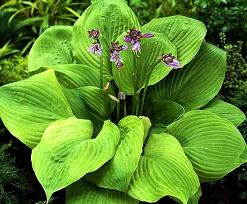 Vista 5 de 100 semillas de hosta en forma de corazón para jardín de sombra perenne para plantar al aire libre