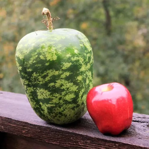 Vista 2 de TomorrowSeeds - Semillas de calabaza de manzana - Más de 20 unidades - para plantar calabazas ornamentales grandes de 2026, verde y blanco, gran