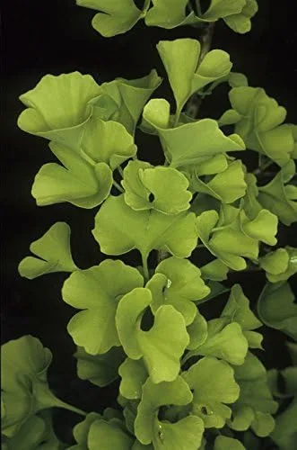 Vista 2 de Árbol de ginkgo enano - Ginkgo biloba 'Todd's Dwarf' - Planta de 1 año