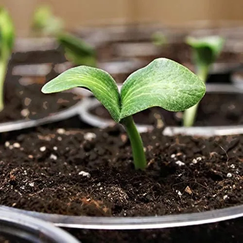 Vista 3 de Coast of Maine Organic & Natural Sprout Island Blend Seed Starter - Seed Germination & Root Plant Cuttings w/Composted Manure, Mycorrhizae, Worm