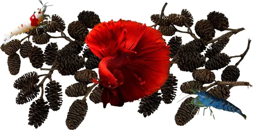Vista 7 de Awesome Aquatic - Tanque de camarones Betta con conos de aliso y casuarina promueve el hábitat natural, la cría, la producción de taninos mejora